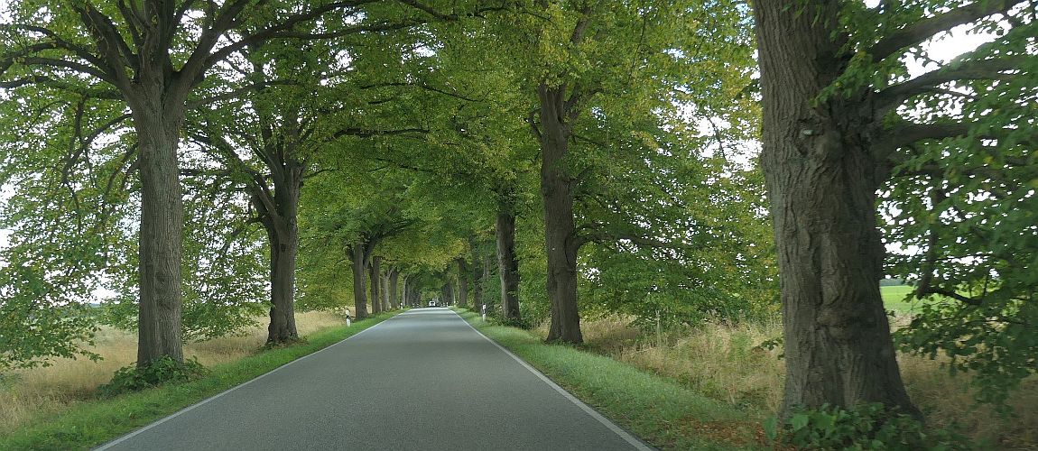 Gerade Landstraße mit dichter, grüner Baumallee beidseits der Fahrbahn, die Äste bilden ein geschlossenes Blätterdach über der Straße.
