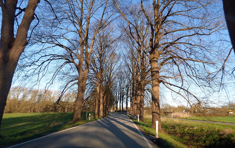 Baumgesäumte Landstraße im Winter, hohe Bäume ohne Blätter werfen lange Schatten auf die Fahrbahn unter blauem Himmel.