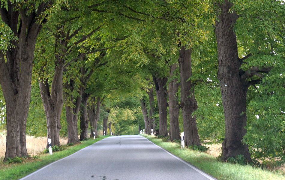 Schmale Landstraße mit hohen, dicht belaubten Bäumen auf beiden Seiten, deren Kronen ein grünes Blätterdach über der Fahrbahn bilden.