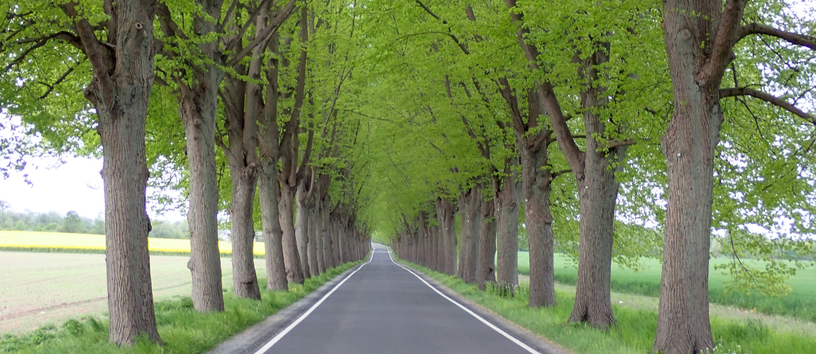 Gerade Landstraße mit dichter Baumallee, frisches Frühlingsgrün bildet ein geschlossenes Blätterdach über der Fahrbahn, Felder zu beiden Seiten.