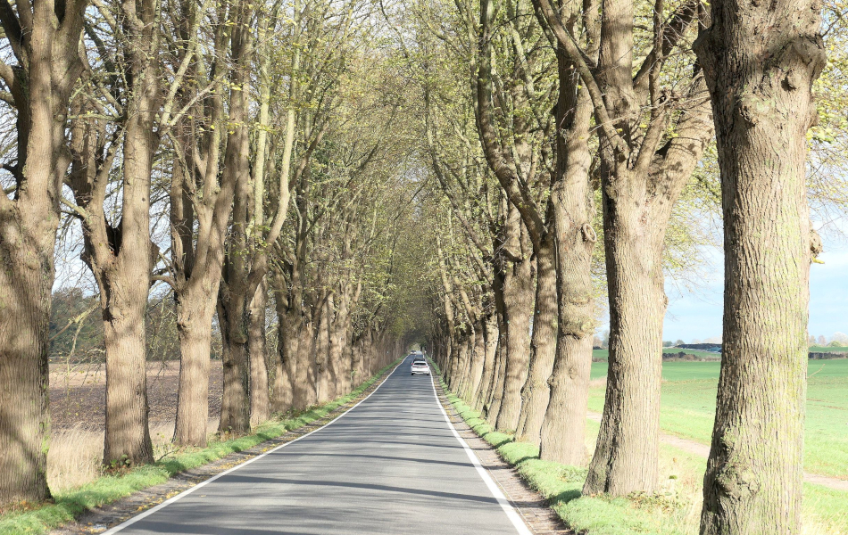 Schmale Landstraße mit hohen, dicht stehenden Bäumen auf beiden Seiten, erstes zartes Grün im Frühjahr, Auto fährt in der Ferne.