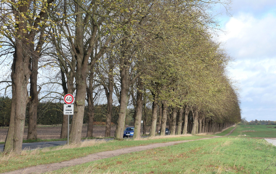 Reihe hoher Bäume entlang einer Landstraße mit Tempo-40-Schild, Autos am Straßenrand, freie Sicht über Felder unter leicht bewölktem Himmel.