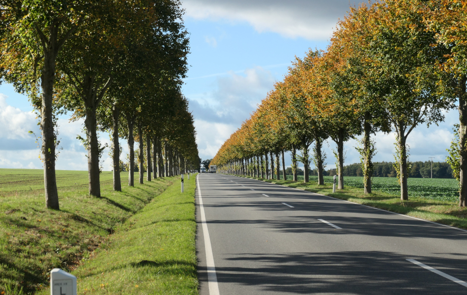 Gerade Landstraße mit beidseitigen Baumreihen unter leicht bewölktem Himmel, herbstlich gefärbte Blätter, klare Sicht in die Ferne.