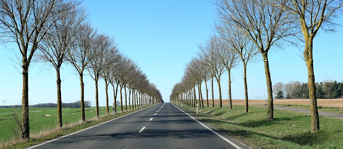 Baumgesäumte Landstraße führt geradeaus durch eine offene Feldlandschaft, kahle Äste vor blauem Himmel, klare Sicht bis zum Horizont.