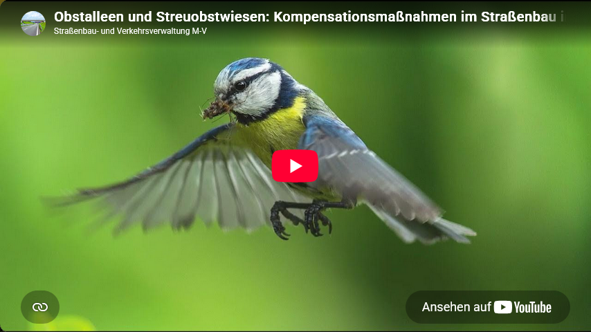 Video starten: Film "Obstalleen und Streuobstwiesen: Kompensationsmaßnahmen im Straßenbau in M-V" auf Youtube
